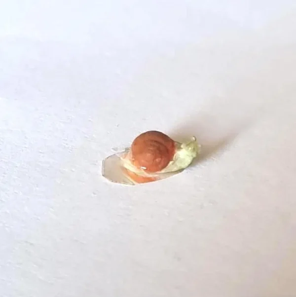 Dollhouse snail, 1/12 scale
