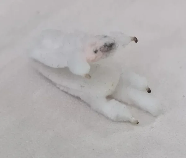 Dollhouse miniature fox white stole, 1/12 scale - Imagen 3
