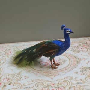 Miniature Peacock for Dollhouse, 1/12 scale - Imagen 4
