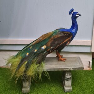 Miniature Peacock for Dollhouse, 1/12 scale