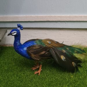 Alternative view of Miniature Peacock for Dollhouse, 1/12 scale
